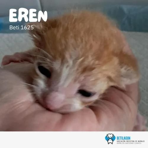 Eren, Mixed Breed (Betilagun)