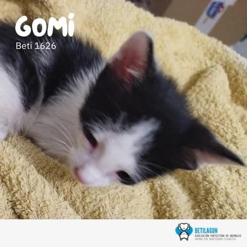Gomi, Mixed Breed for adoption at Betilagun