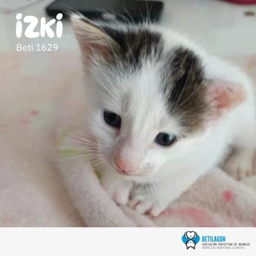 Izki, Mixed Breed (Betilagun)