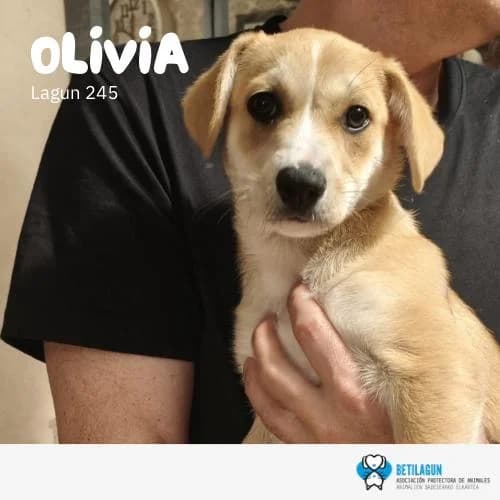 Olivia,  Mixed Breed for adoption at Betilagun