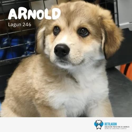 Arnold,  Mixed Breed for adoption at Betilagun