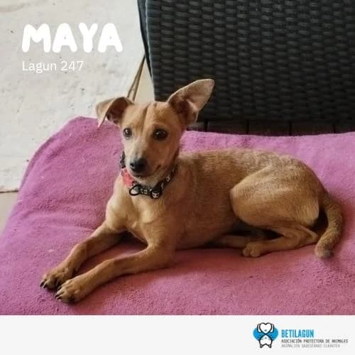 Maya,  Mixed Breed for adoption at Betilagun