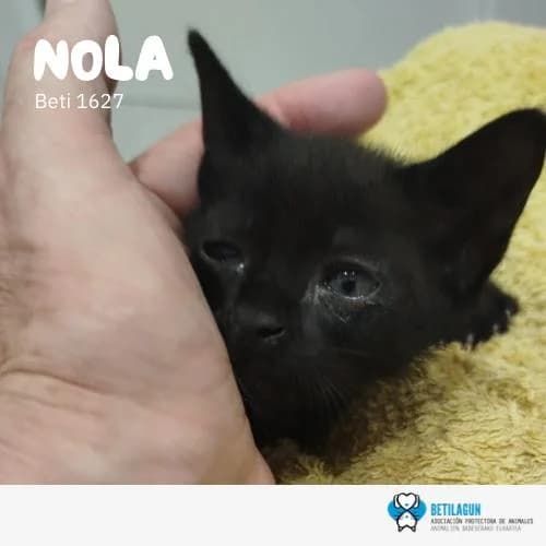 Virta,  Mixed Breed for adoption at Betilagun
