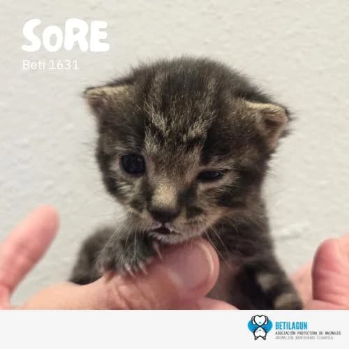 Sore,  Mixed Breed for adoption at Betilagun