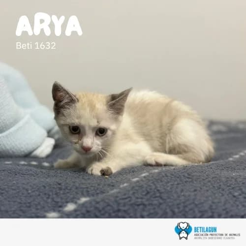 Arya,  Mixed Breed for adoption at Betilagun