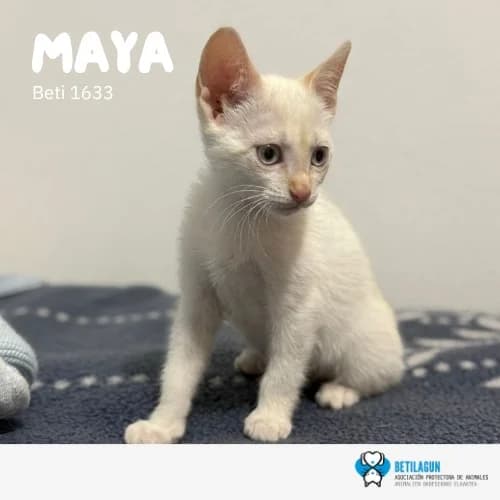 Maya,  Mixed Breed for adoption at Betilagun