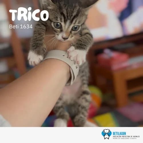 Trico,  Mixed Breed for adoption at Betilagun