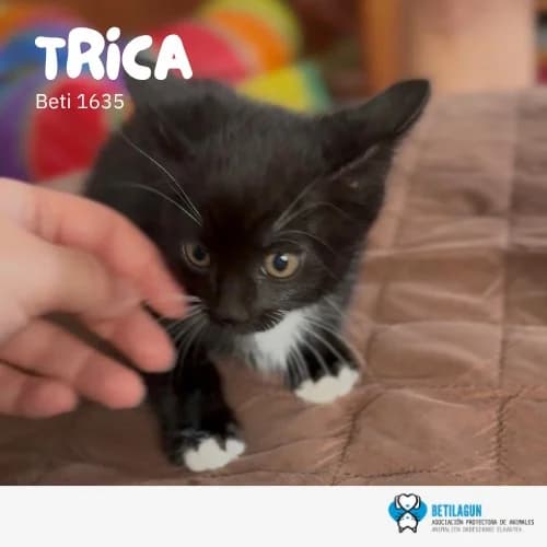 Trica,  Mixed Breed for adoption at Betilagun