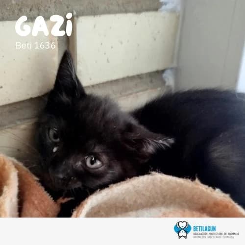 Gazi,  Mixed Breed for adoption at Betilagun