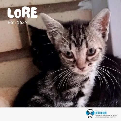 Lore, Mixed Breed (Betilagun)