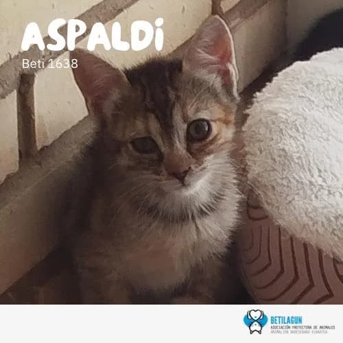 Aspaldi, Mixed Breed (Betilagun)