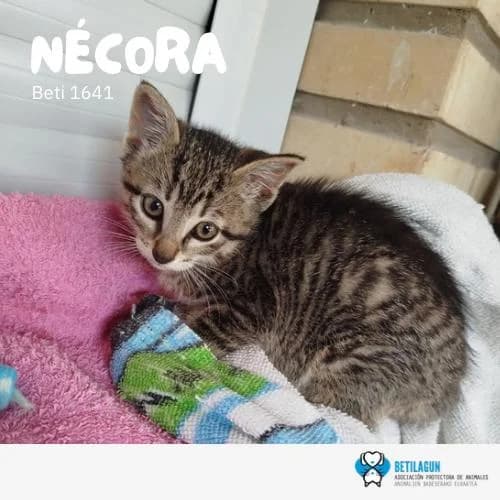 Nécora,  Mixed Breed for adoption at Betilagun