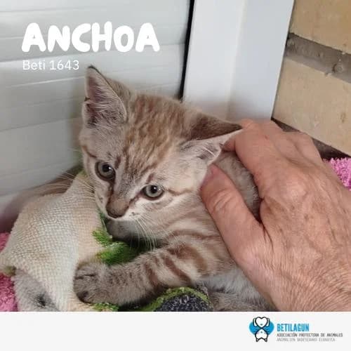 Anchoa,  Mixed Breed for adoption at Betilagun