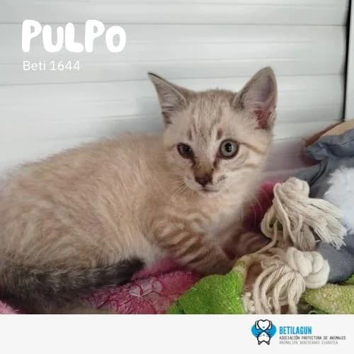 Pulpo,  Mixed Breed for adoption at Betilagun
