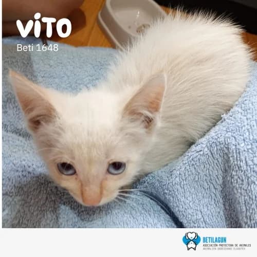 Vito,  Mixed Breed for adoption at Betilagun