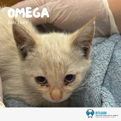 Omega,  Mixed Breed for adoption at Betilagun