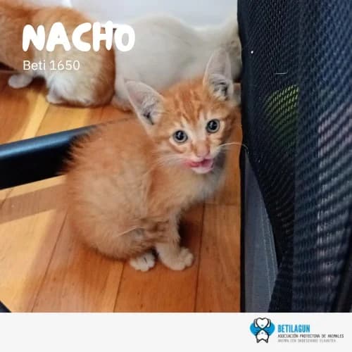 Nacho,  Mixed Breed for adoption at Betilagun