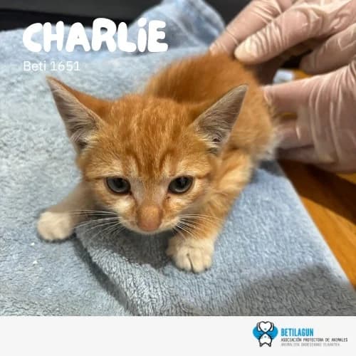 Charlie,  Mixed Breed for adoption at Betilagun