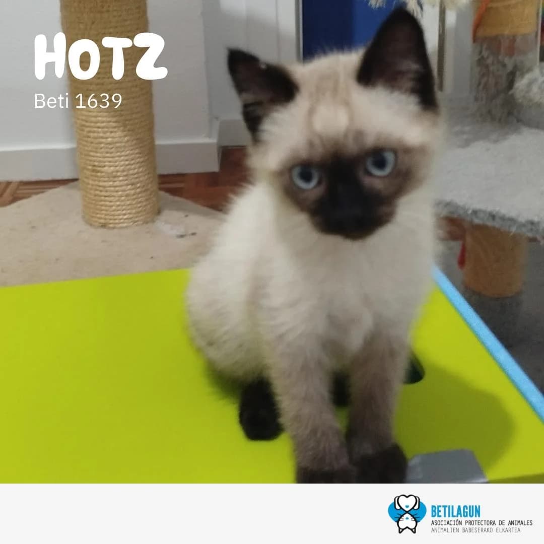 Hotz,  Mixed Breed for adoption at Betilagun