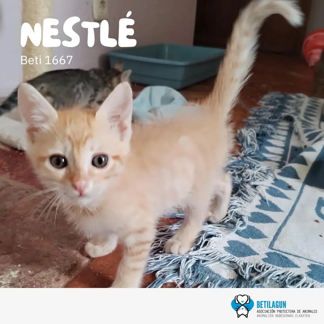 Nestlé, Mixed Breed (Betilagun)