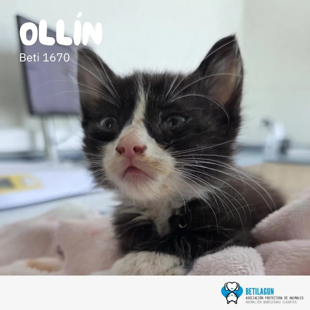 Ollín, Mixed Breed (Betilagun)