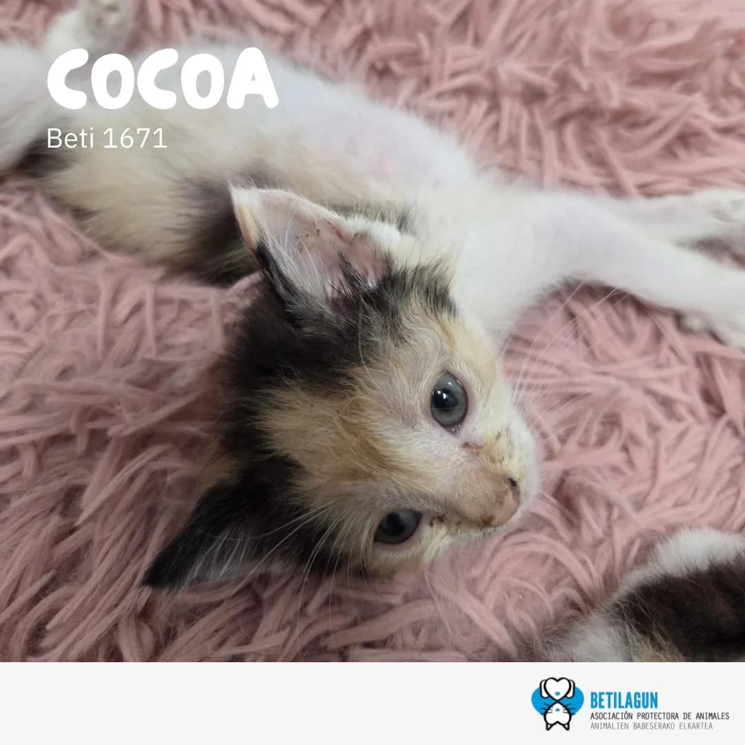Cocoa,  Mixed Breed for adoption at Betilagun