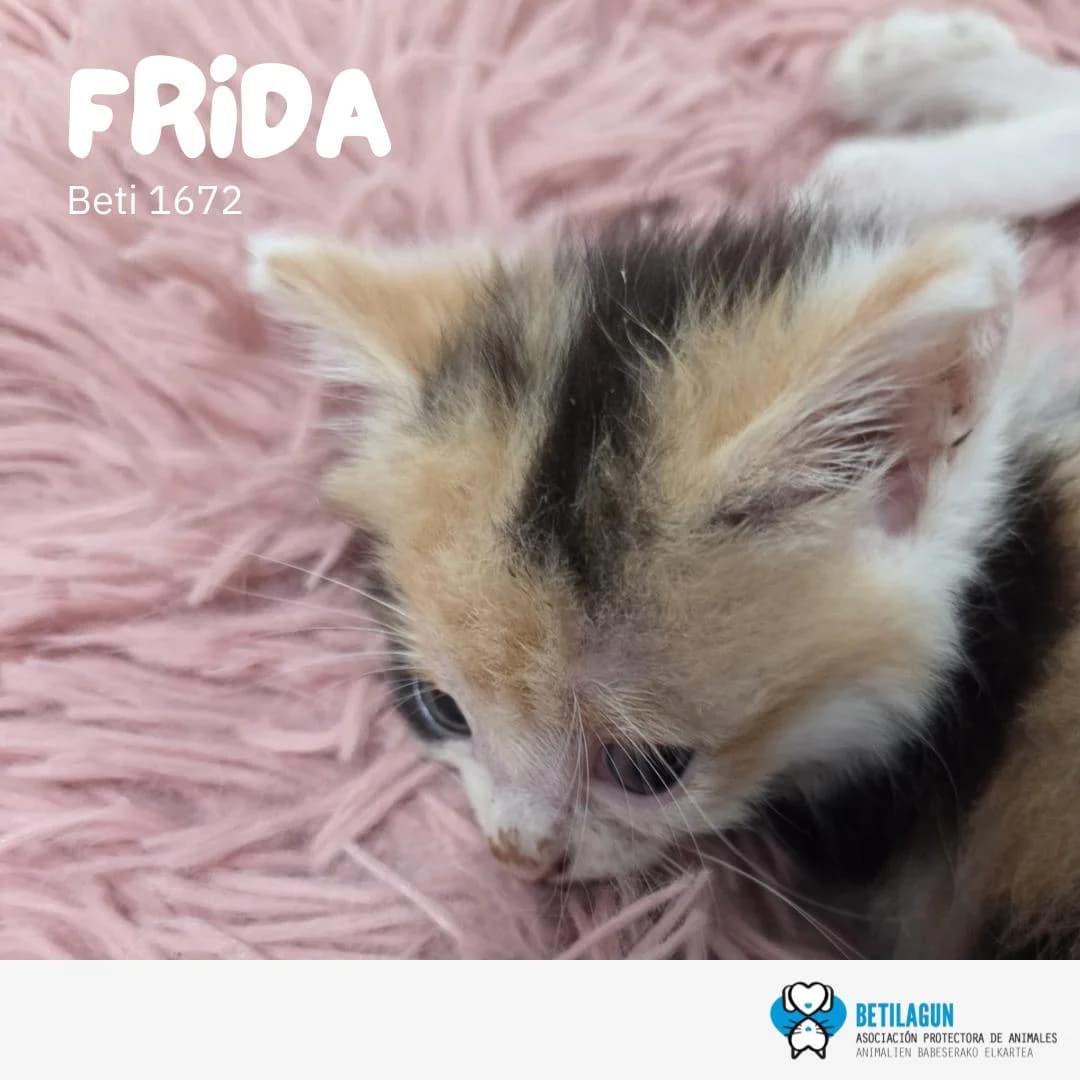 Frida,  Mixed Breed for adoption at Betilagun