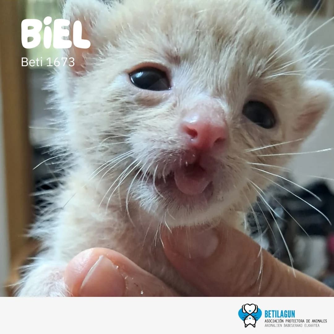 Biel,  Mixed Breed for adoption at Betilagun