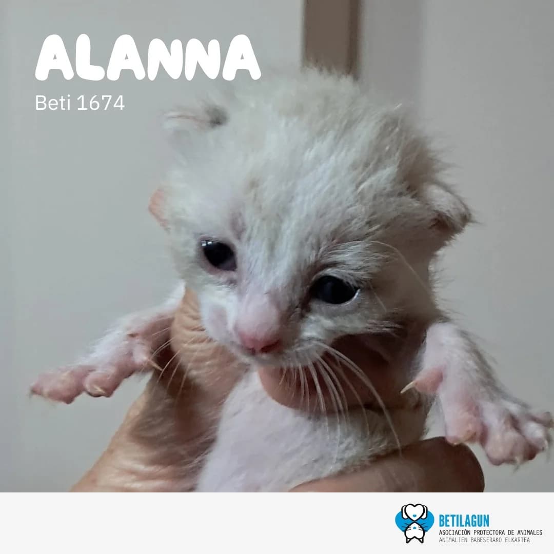 Alanna,  Mixed Breed for adoption at Betilagun
