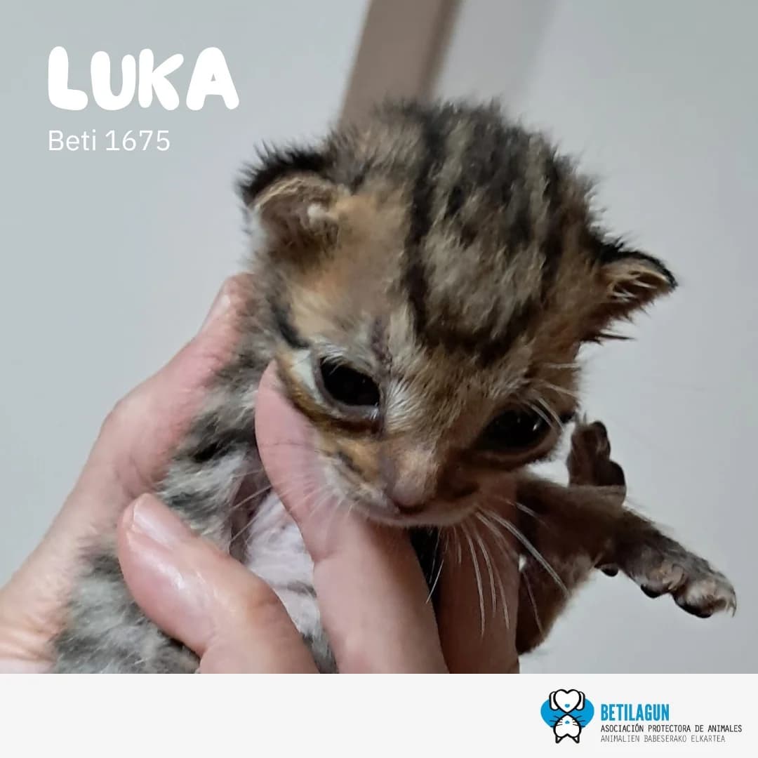 Luka,  Mixed Breed for adoption at Betilagun