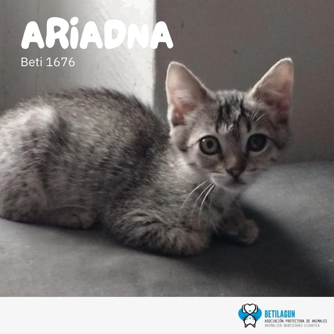 Ariadna,  Mixed Breed for adoption at Betilagun