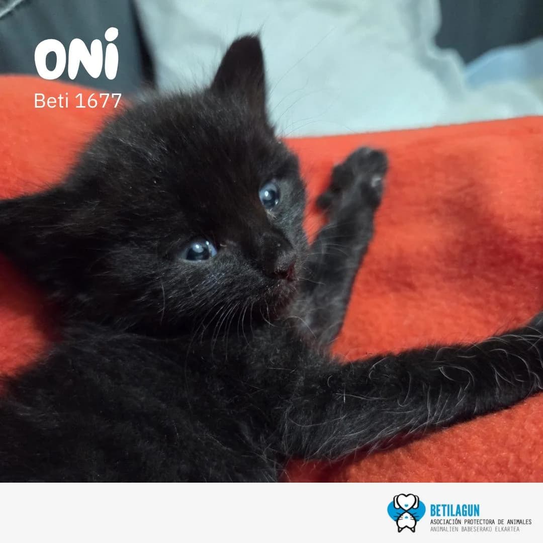 Oni,  Mixed Breed for adoption at Betilagun