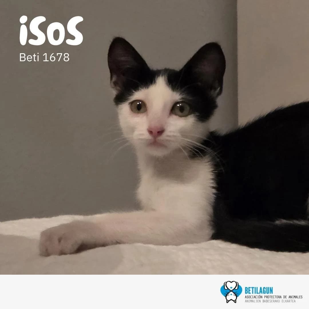 Isos,  Mixed Breed for adoption at Betilagun