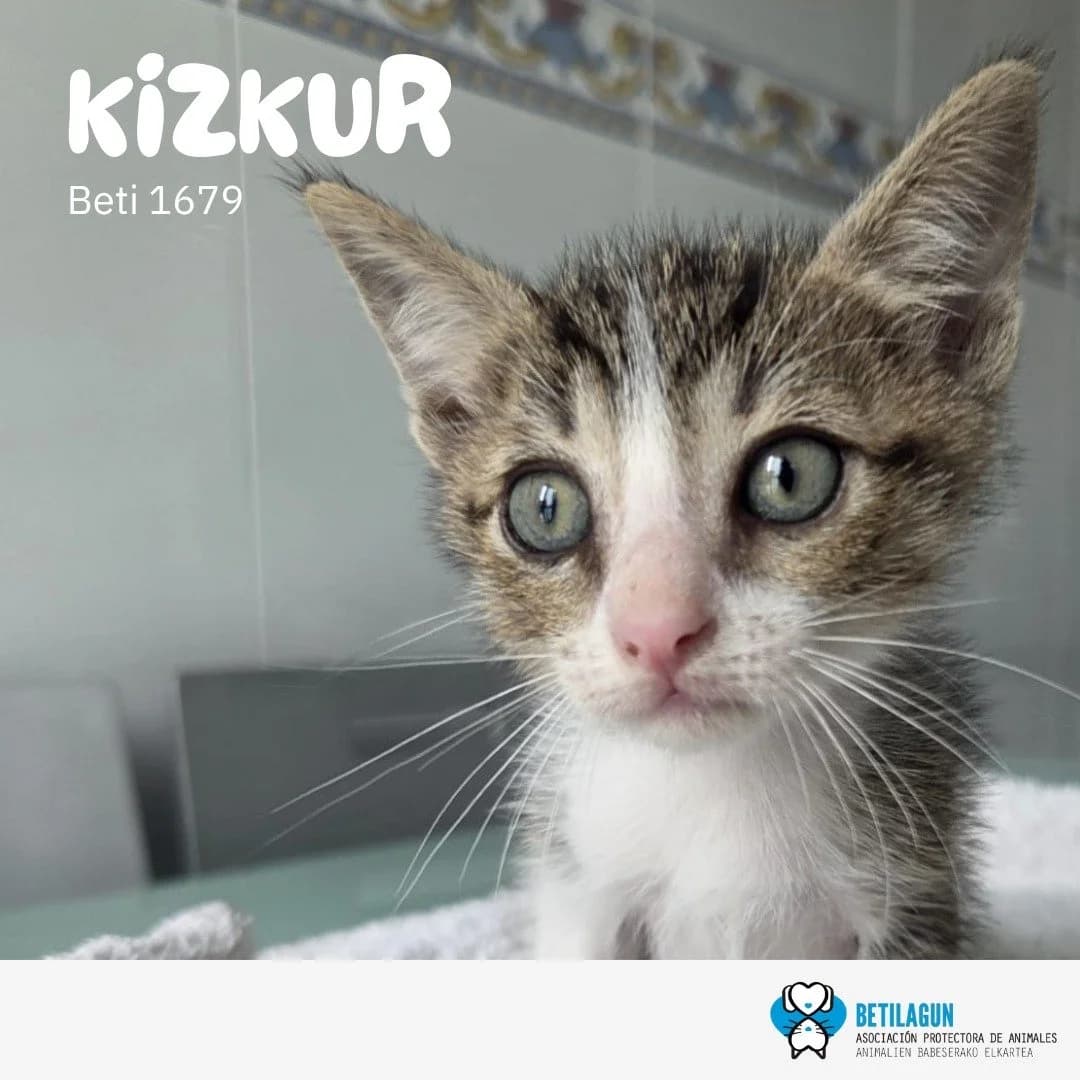 Kizkur,  Mixed Breed for adoption at Betilagun