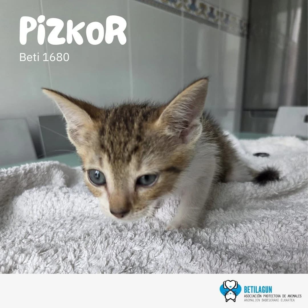 Pizkor,  Mixed Breed for adoption at Betilagun