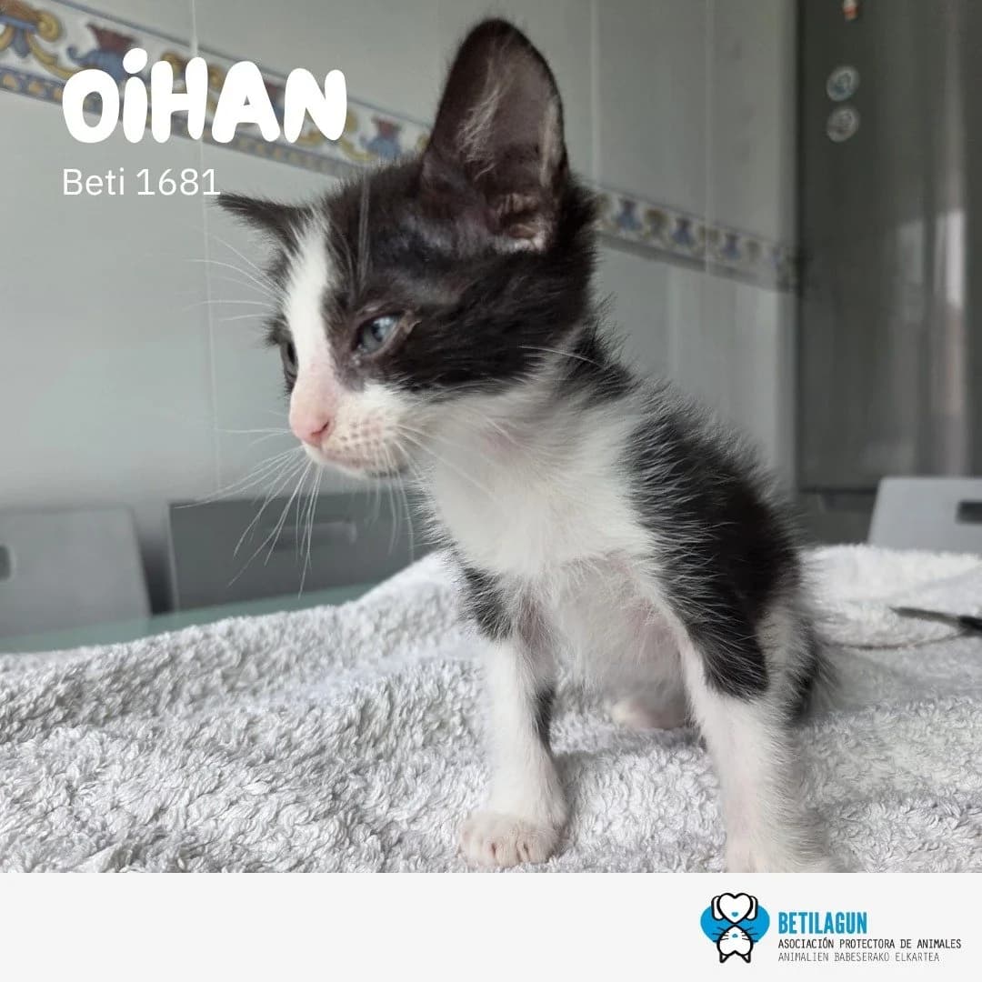 Oihan,  Mixed Breed for adoption at Betilagun
