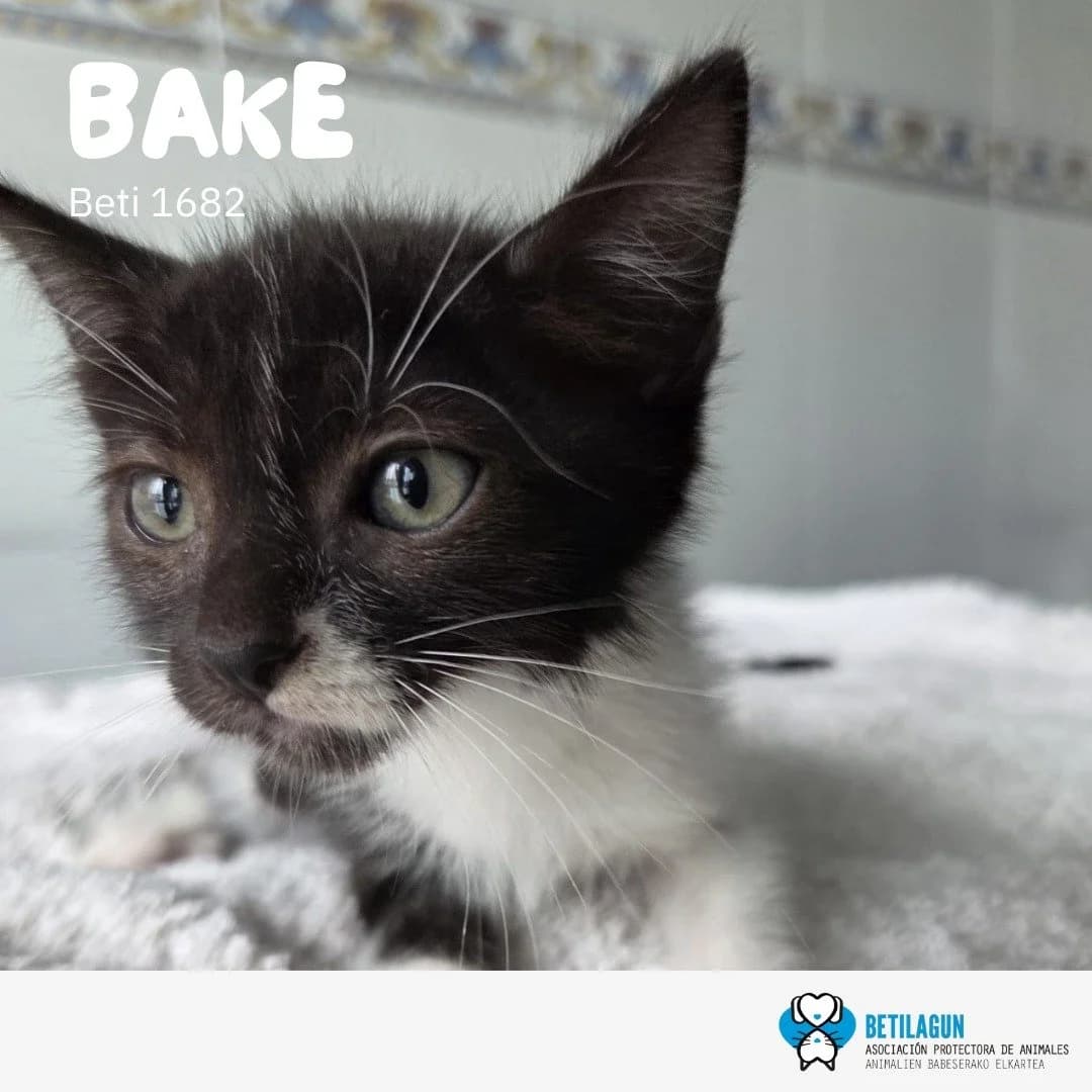 Bake,  Mixed Breed for adoption at Betilagun