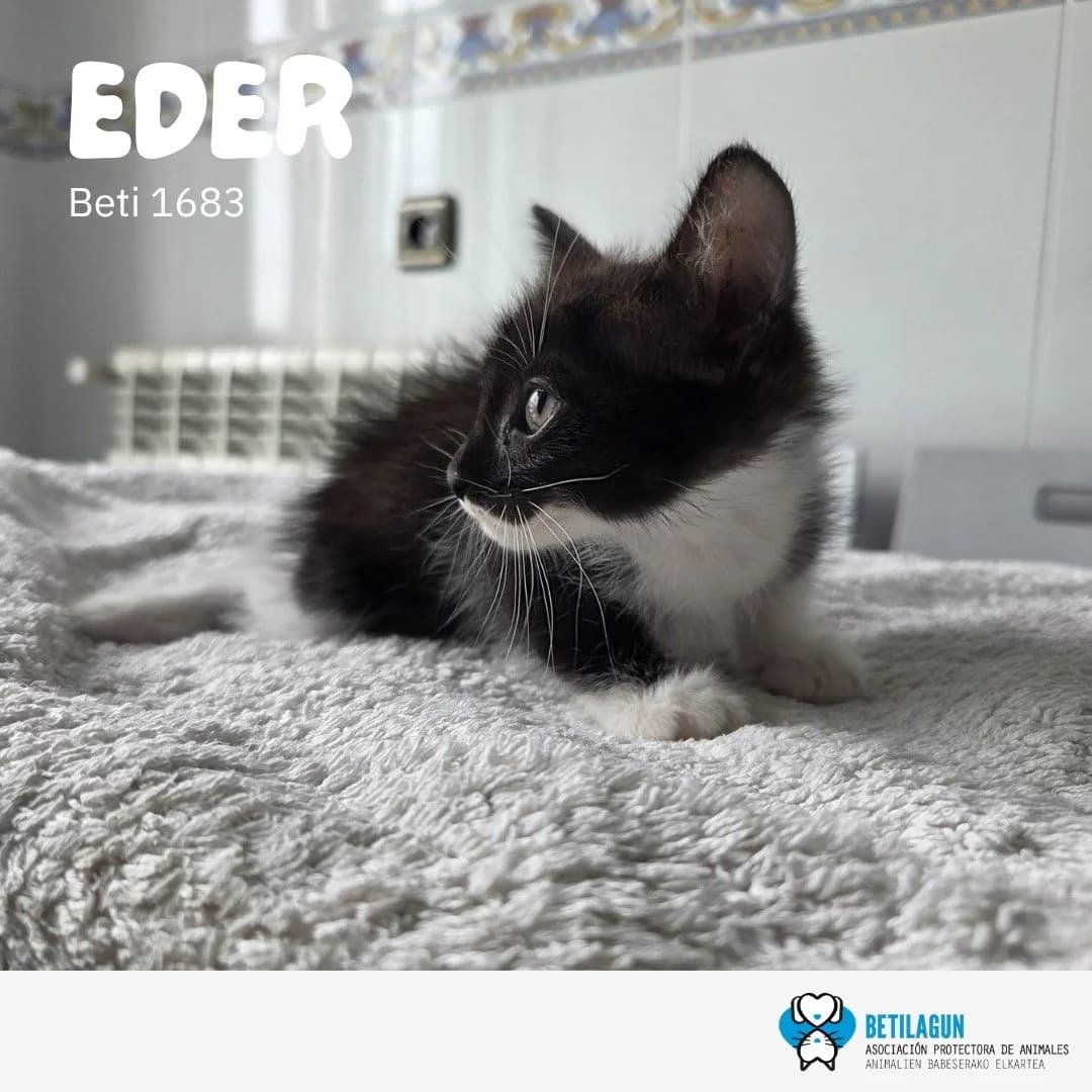 Eder,  Mixed Breed for adoption at Betilagun