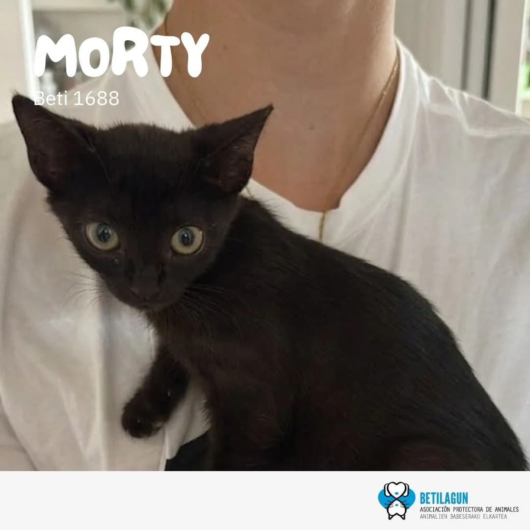 Morty,  Mixed Breed for adoption at Betilagun