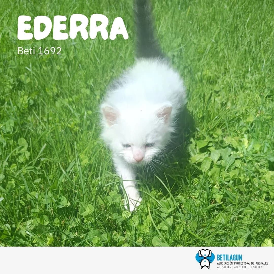 Ederra,  Mixed Breed for adoption at Betilagun
