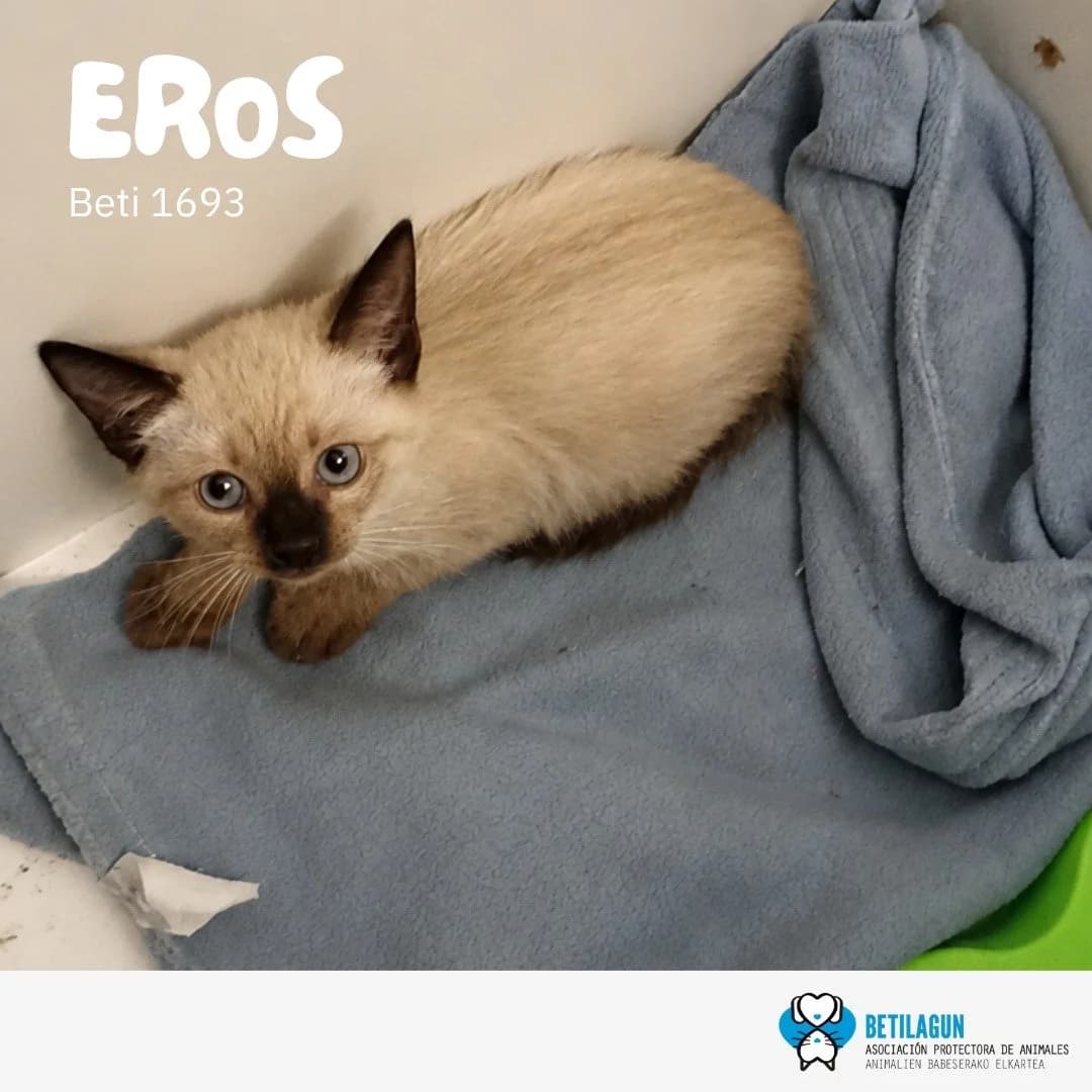 Eros,  Mixed Breed for adoption at Betilagun