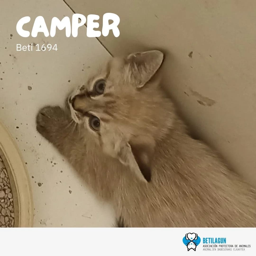 Camper,  Mixed Breed for adoption at Betilagun