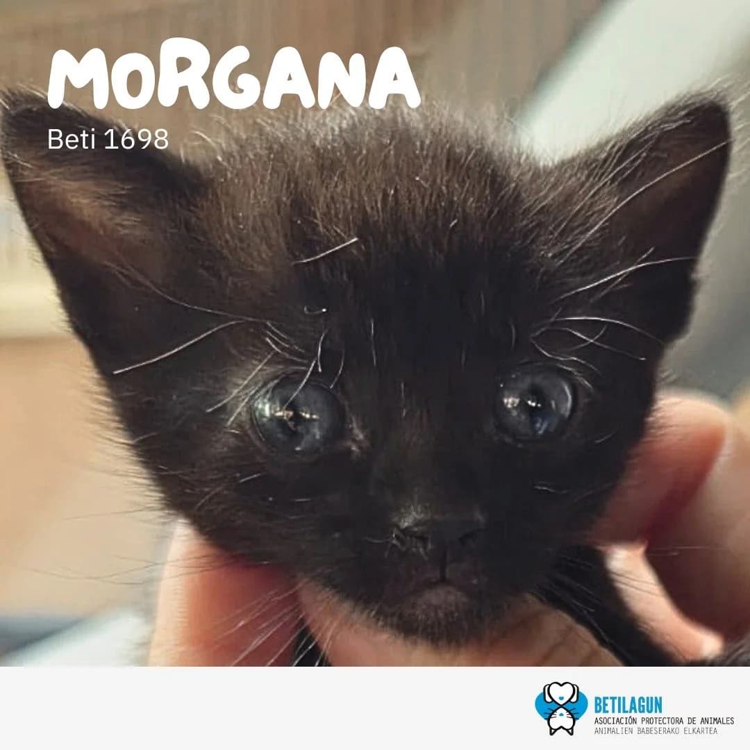 Morgana,  Mixed Breed for adoption at Betilagun
