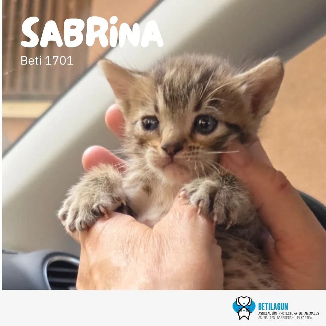 Sabrina,  Mixed Breed for adoption at Betilagun