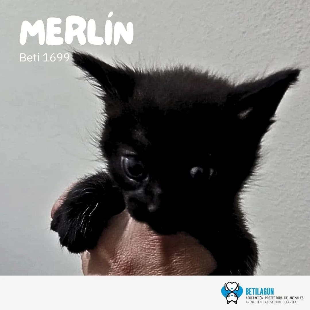 Merlín,  Mixed Breed for adoption at Betilagun