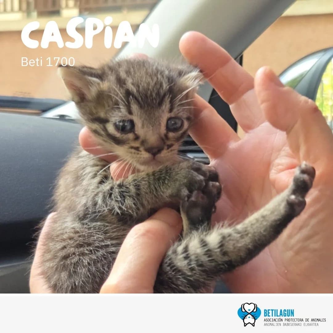 Caspian,  Mixed Breed for adoption at Betilagun