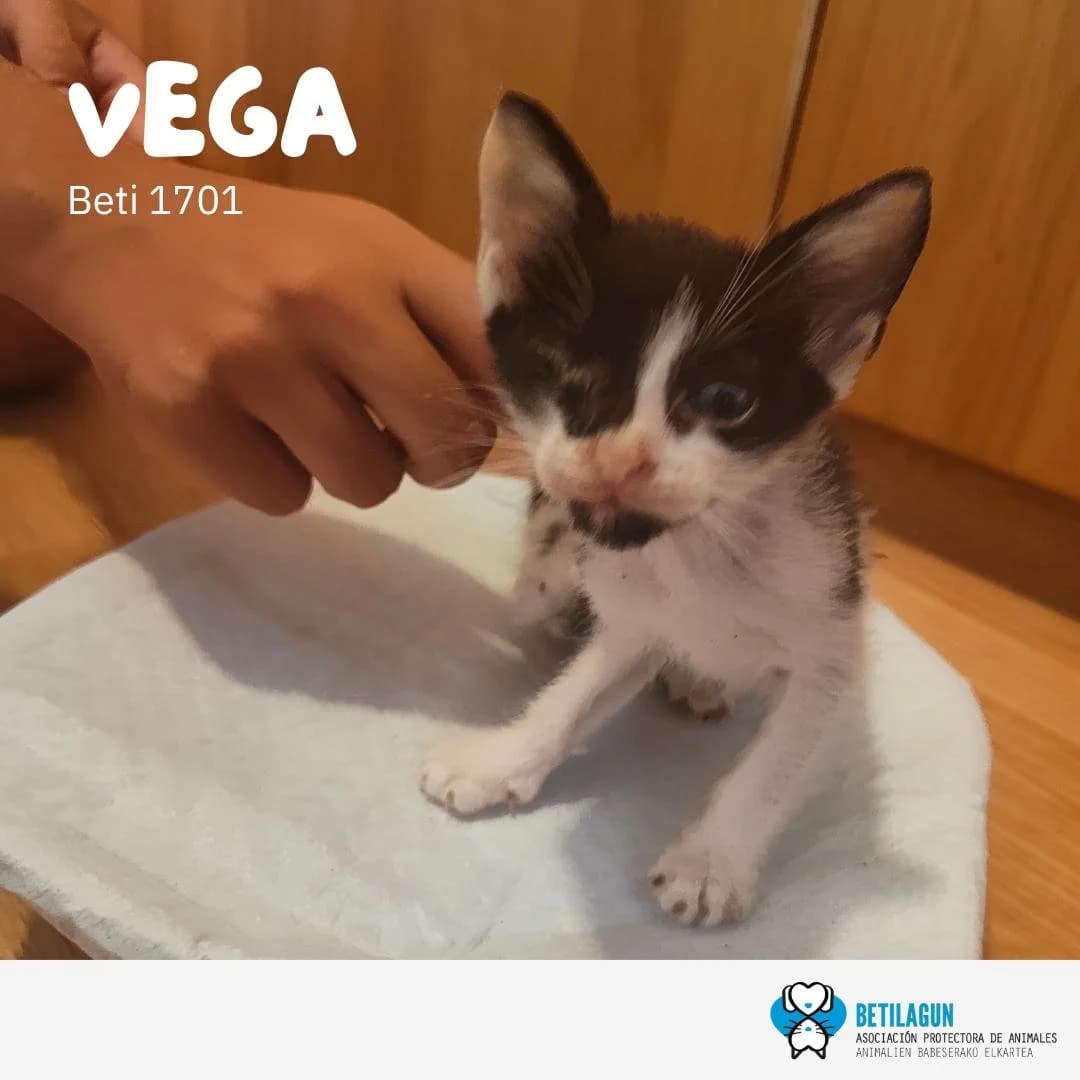 Vega,  Mixed Breed for adoption at Betilagun