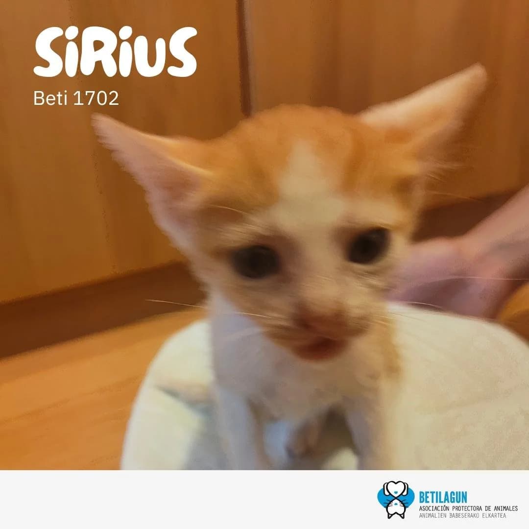 Sirius,  Mixed Breed for adoption at Betilagun