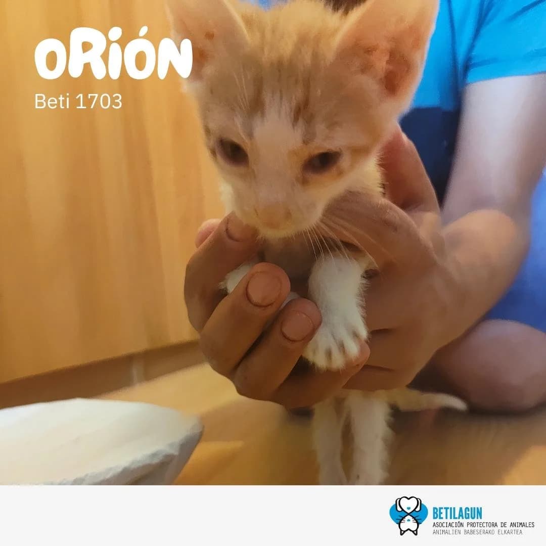 Orión,  Mixed Breed for adoption at Betilagun