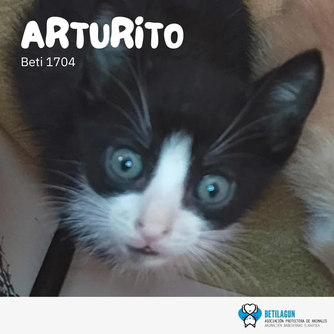 Arturito,  Mixed Breed for adoption at Betilagun